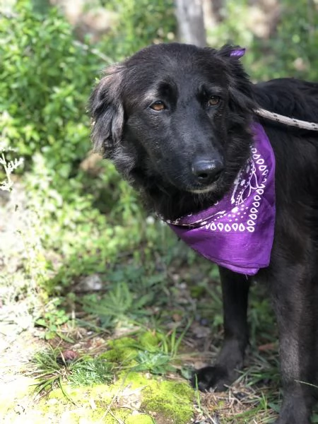 Maya, canile basso lazio