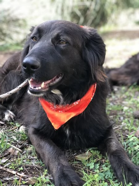 Ariel, canile basso lazio | Foto 5