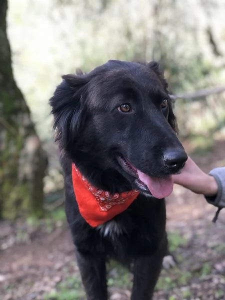 Ariel, canile basso lazio | Foto 4