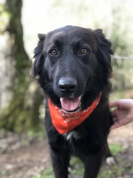 Ariel, canile basso lazio | Foto 3