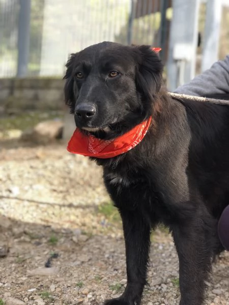 Ariel, canile basso lazio | Foto 2