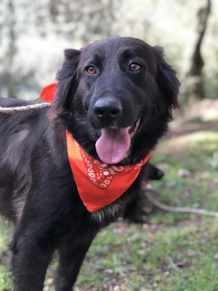 Ariel, canile basso lazio | Foto 1