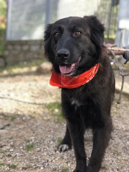 Ariel, canile basso lazio