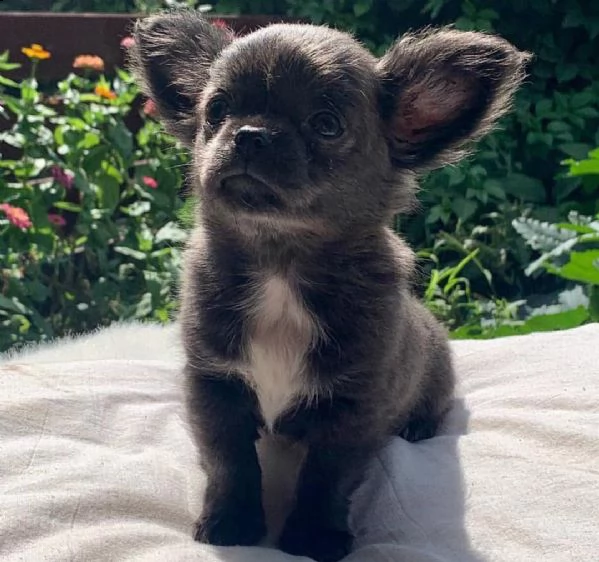cucciolo chiuahua | Foto 1