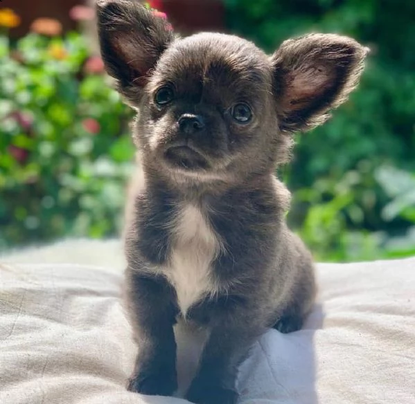 cucciolo chiuahua