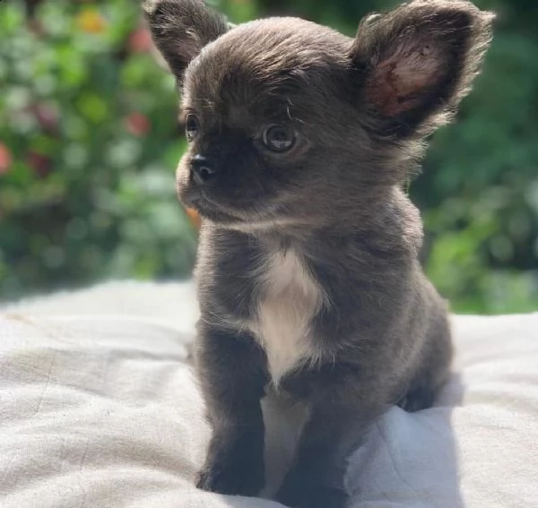 cucciolo chiuahua | Foto 0