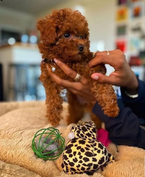 cuccioli di barboncino!!! | Foto 0