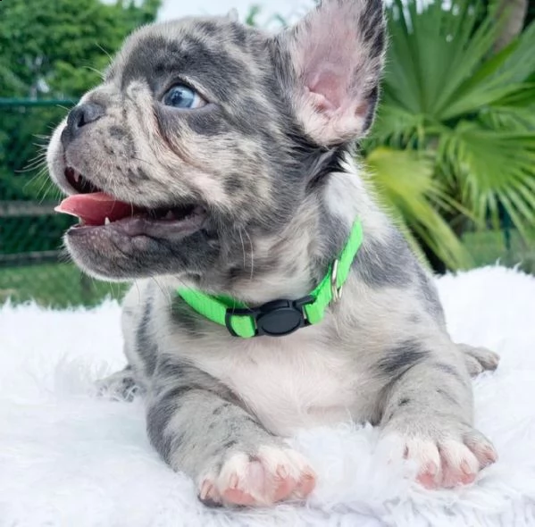 bulldog francese | Foto 3