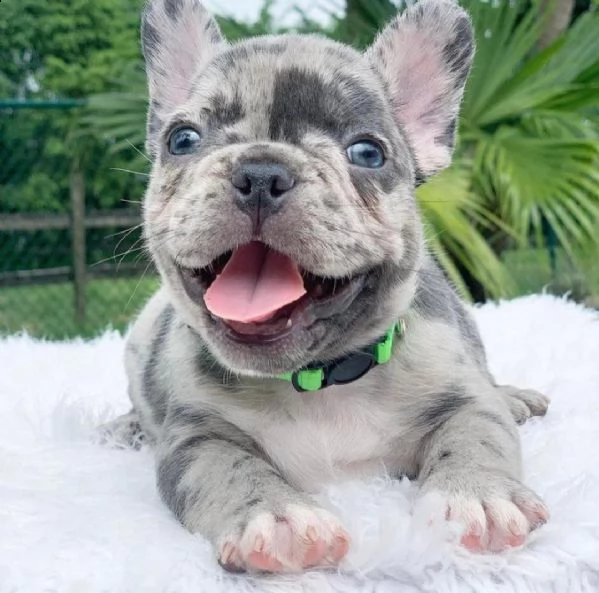 bulldog francese