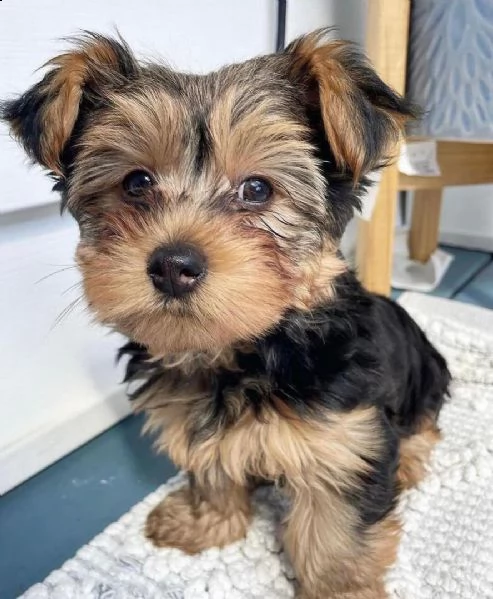 cucciolo yorkie