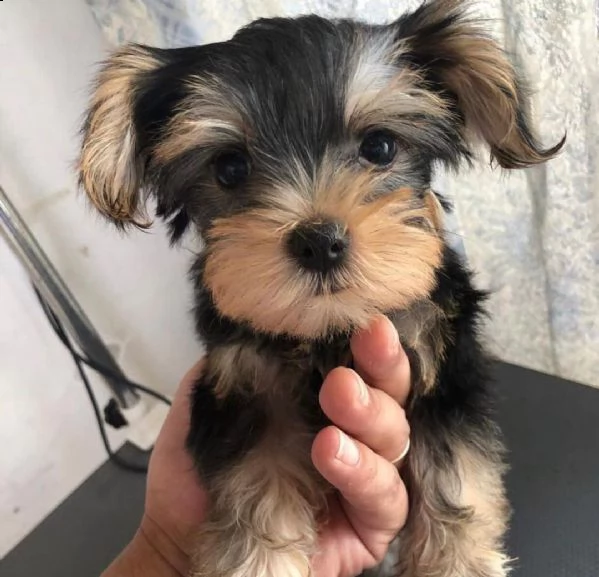 cucciolo yorkie | Foto 1