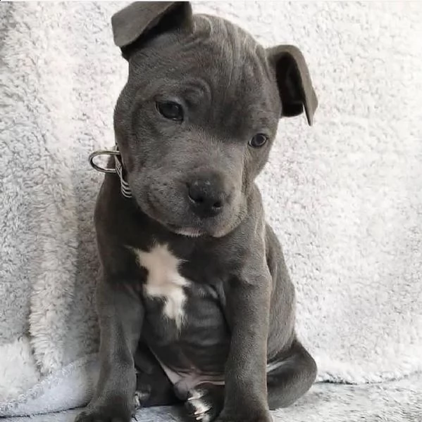 cucciolo pitbull | Foto 0