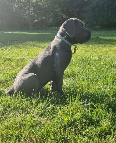 cucciolo cane corso | Foto 1