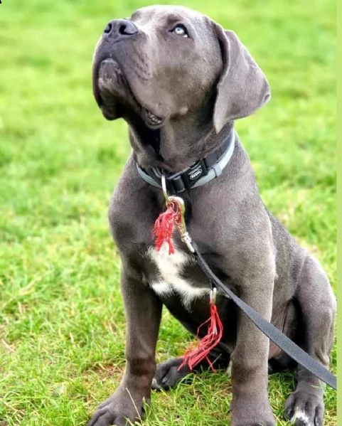 cucciolo cane corso | Foto 0