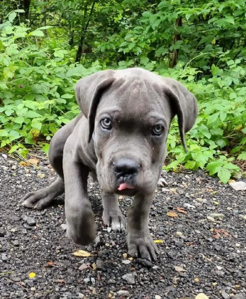 cucciolo cane corso