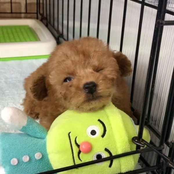 disponibili cuccioli di barboncino maschio e femmina in regalo | Foto 0