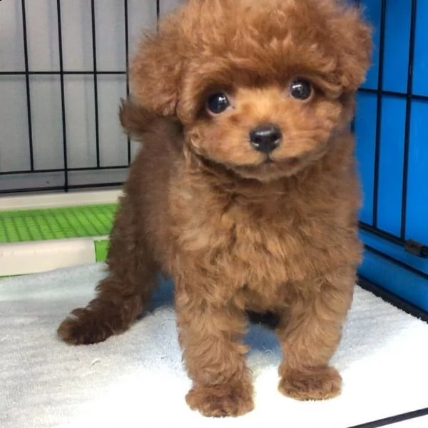 adorabili cuccioli di barboncino in adozione | Foto 0