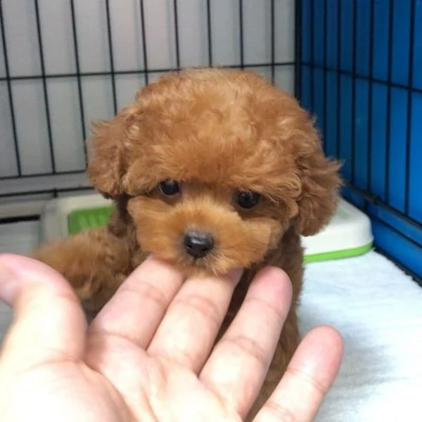 regalo cucciolo barboncino 