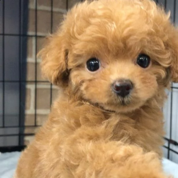 regala cuccioli di barboncino❤️❤️