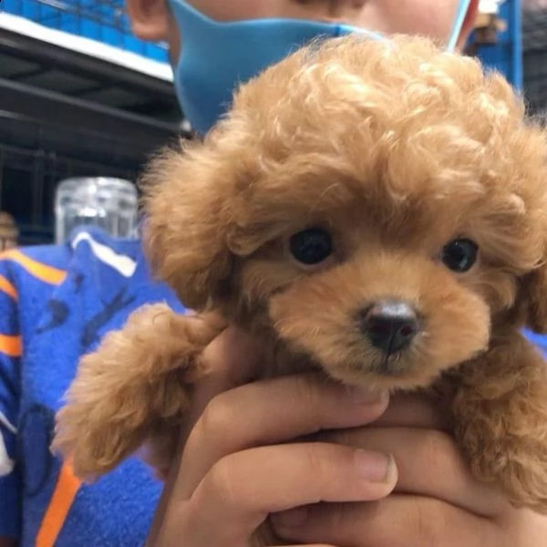 regala cuccioli di barboncino❤️❤️ | Foto 0