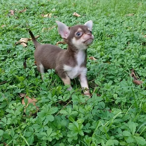 adorabili cuccioli di chihuahua da regalare