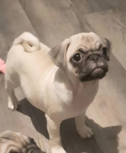 Dolcissimi Eccezionali cuccioli di carlino