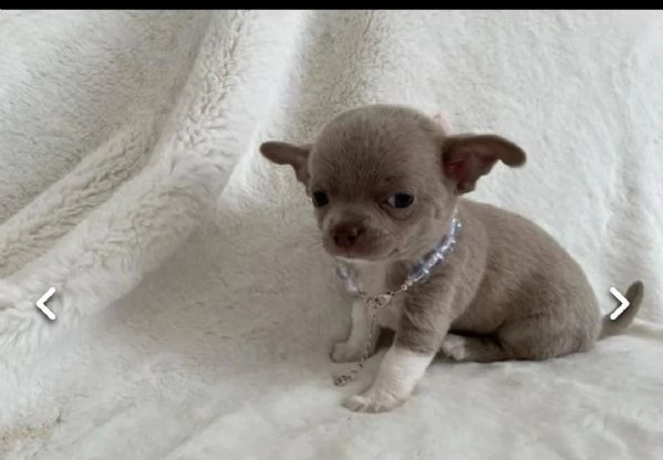 regalo cuccioli dolce e bella chihuahua toy