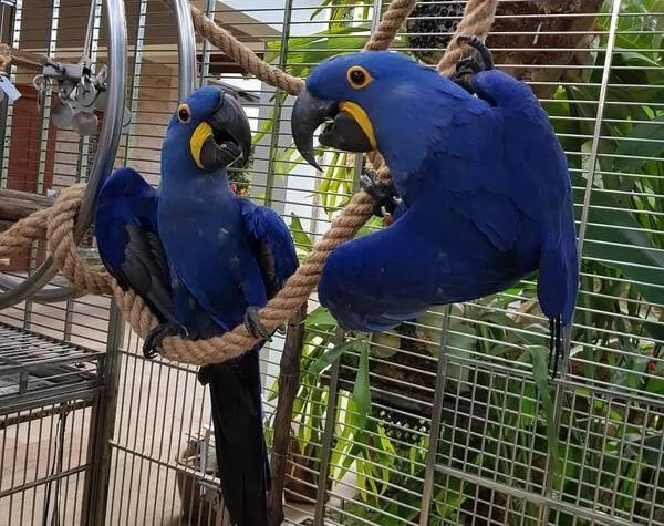 pappagalli ara giacinto in vendita