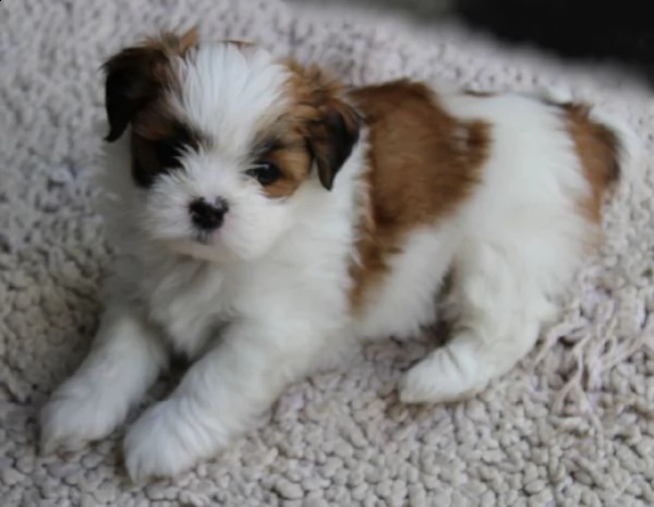 splendidi cuccioli di shih tzu di puro razza