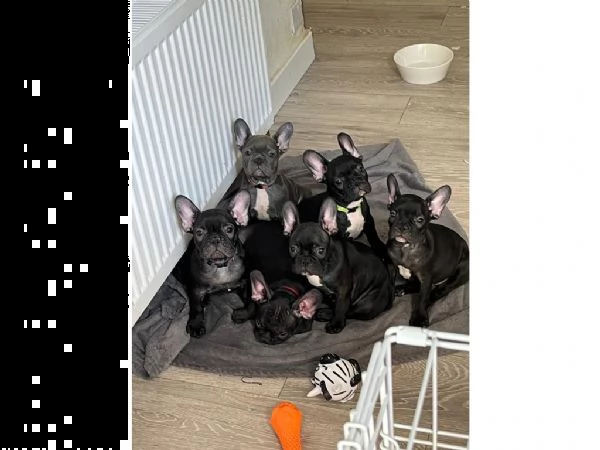 bellissimi cuccioli di bulldog francese