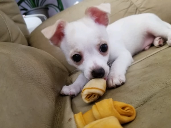 cuccioli di chihuahua | Foto 6
