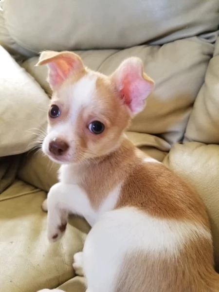 cuccioli di chihuahua | Foto 5
