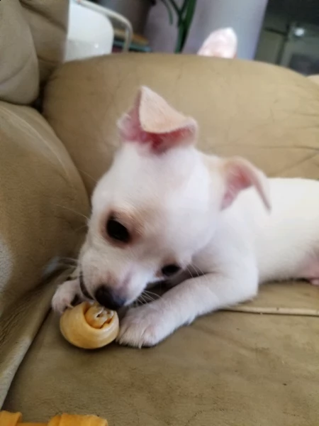 cuccioli di chihuahua | Foto 3