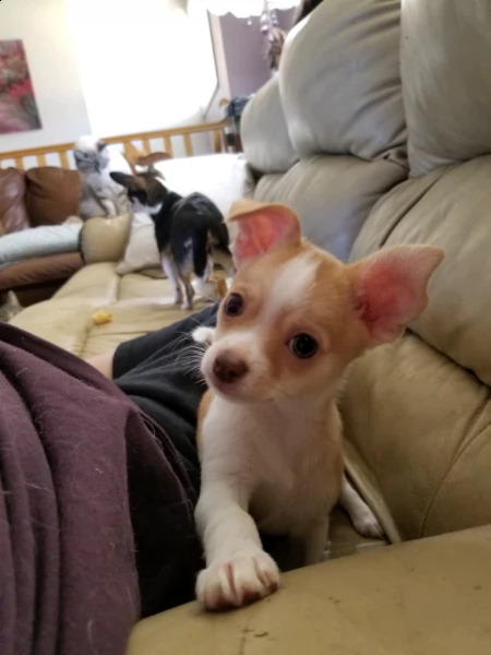 cuccioli di chihuahua | Foto 2