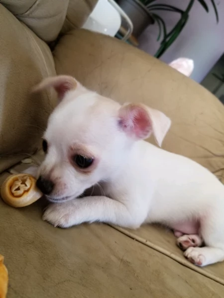 cuccioli di chihuahua | Foto 0