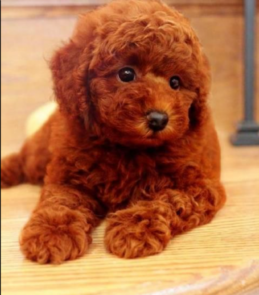 regalo barboncino mini toy ✓✓✓ | Foto 0