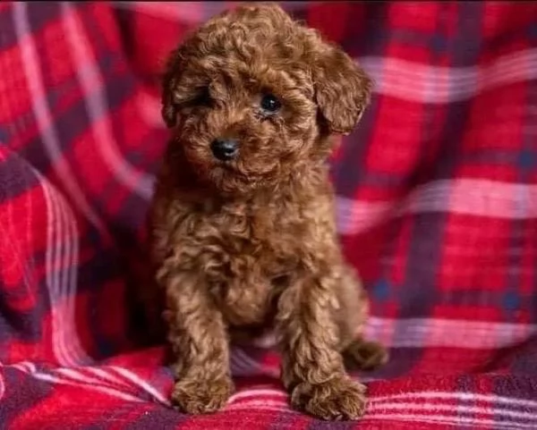 regalo barboncino mini toy dolce ✓✓ | Foto 0