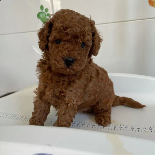 regalo barboncino mini toy dolce disponibili...