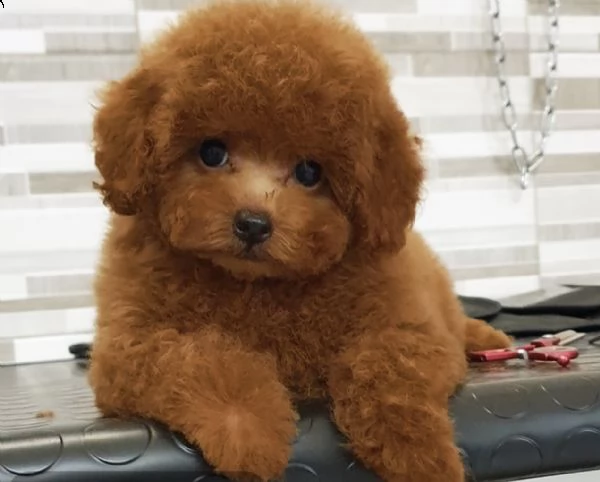 ——— disponibile barboncino mini toy——-