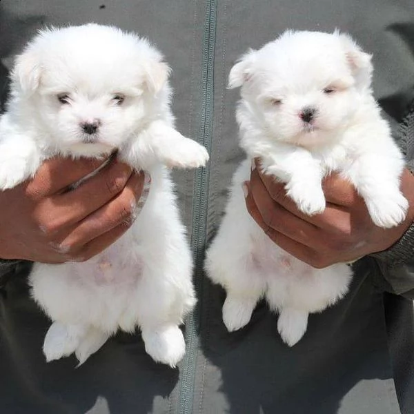 due cuccioli di maltese bianchi