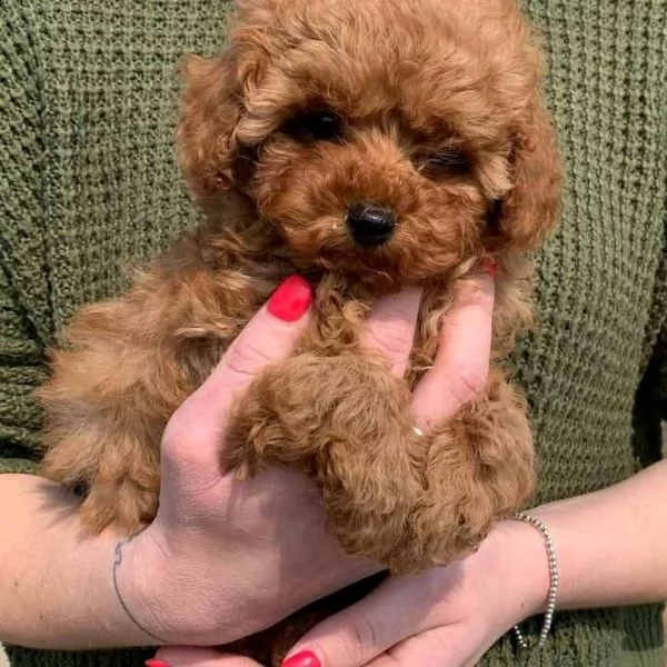 cuccioli barboncino nano albicocca | Foto 0