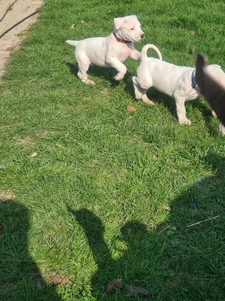 cuccioli di dogo argentino | Foto 0
