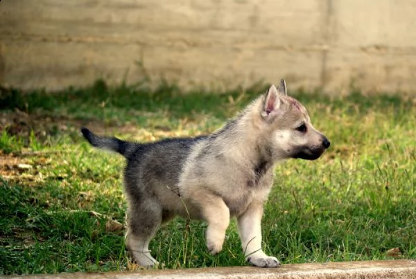 cuccioli lupocecoslovacco | Foto 0