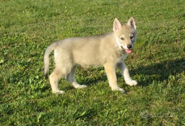 cuccioli lupocecoslovacco