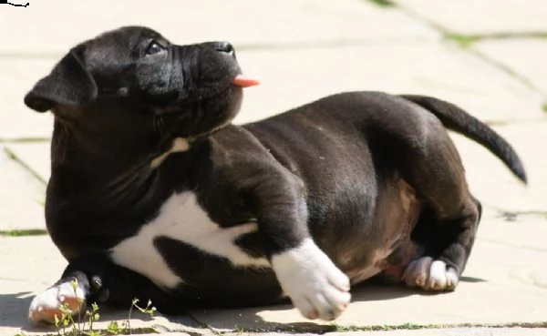 staffordshire bull terrier | Foto 0