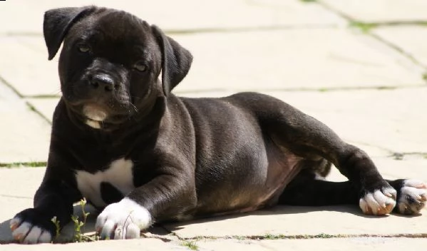 staffordshire bull terrier