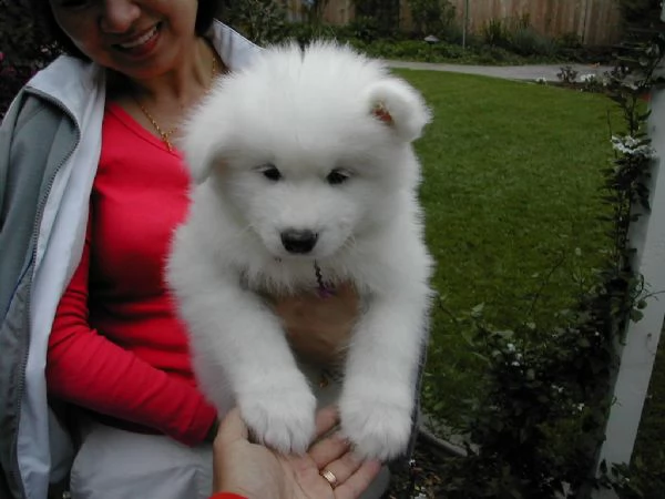 samoiedo cuccioli | Foto 0