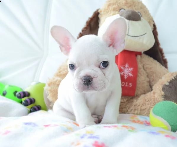 bouledogue francese | Foto 0