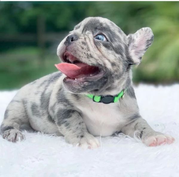 bulldog francese | Foto 0