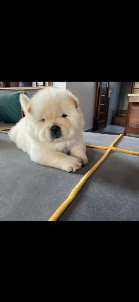 dolcissimi cuccioli di chow chow per una nuova casa.